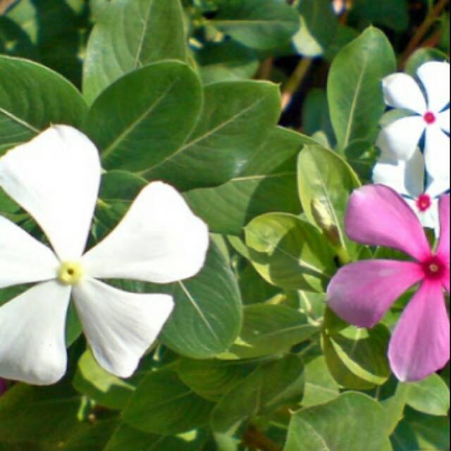 bunga tapak dara bunga cantik tapak dara hiasan bunga tapak dara bunga cantik tapak dara hiasan