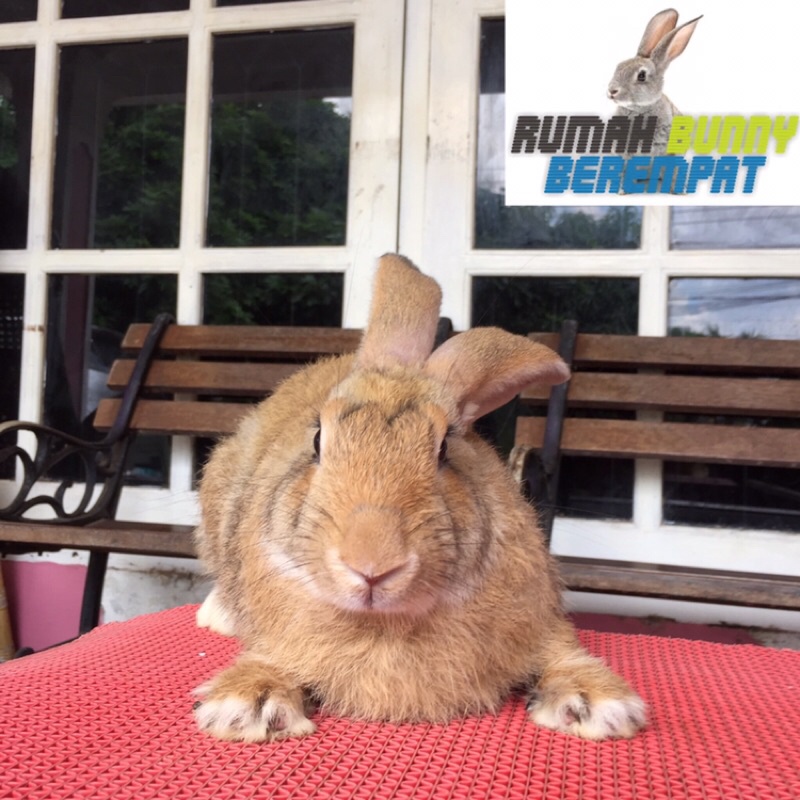 kelinci flemish giant jantan