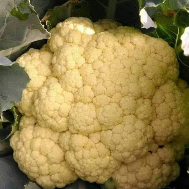 

Kembang Kol Super White