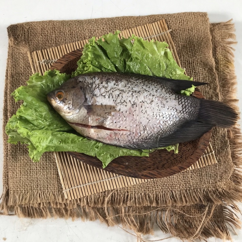 

Ikan Gurami kecil - Berat 250gr