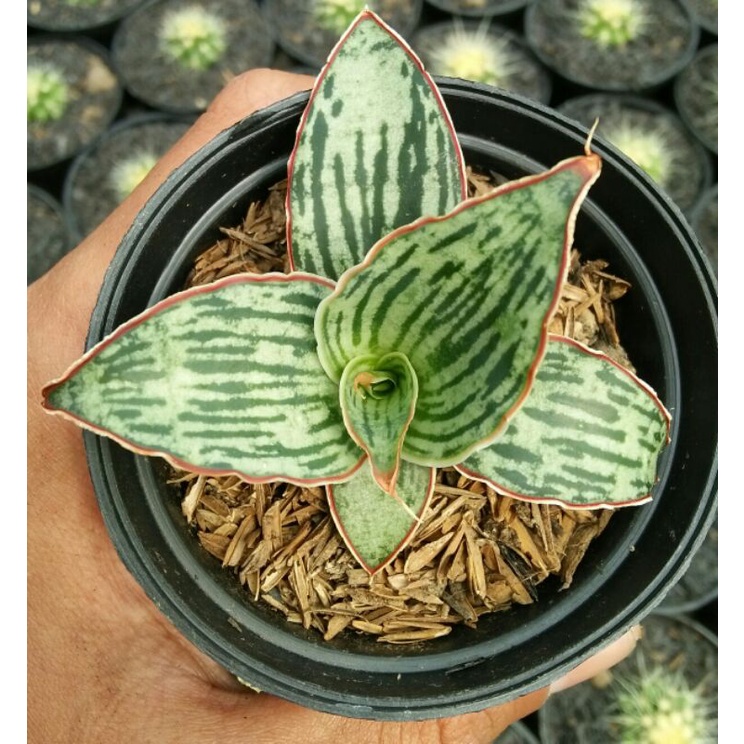 sansevieria cleopatra
