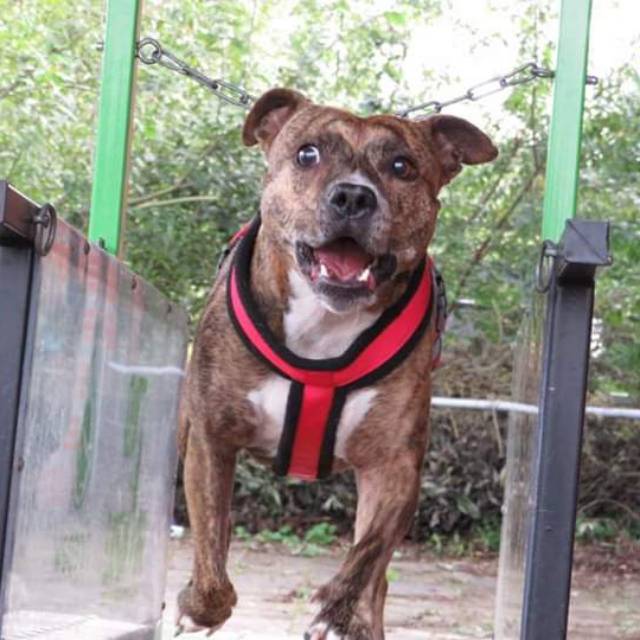 Tali harness dog harness anjing besar Pitbull rottweiler bully dogo bullterrier