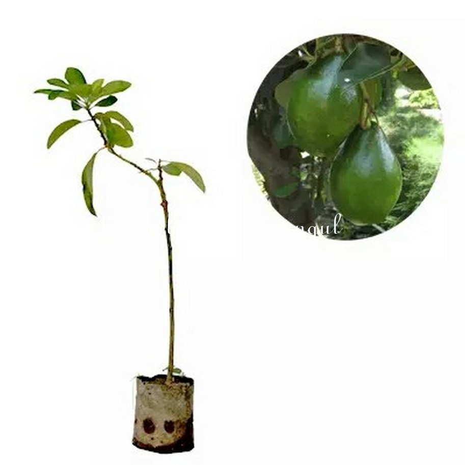 Bibit Alpukat jumbo Markus