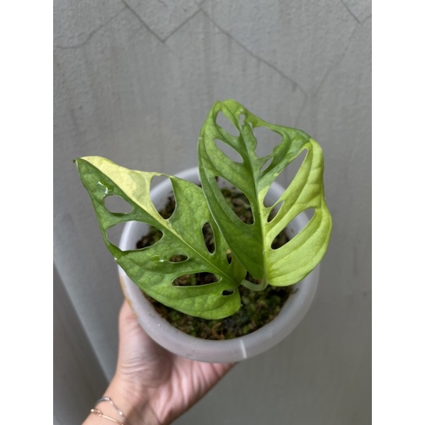 monstera adansonii variegata jepang yellow kuning janda bolong japan varigata real pict