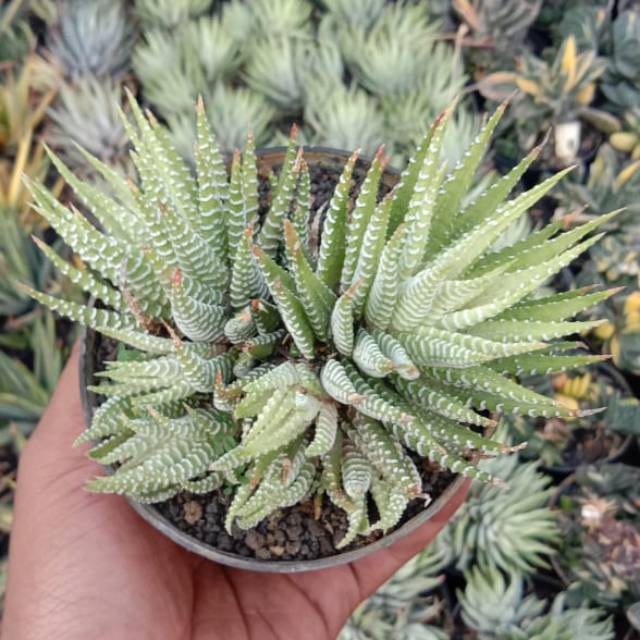 Haworthia putih Albino cluster