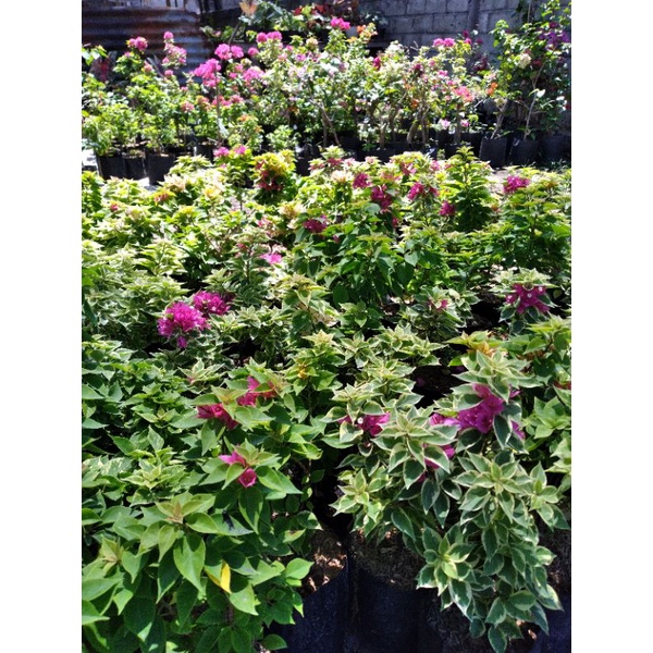 bunga bougenville singapur ori