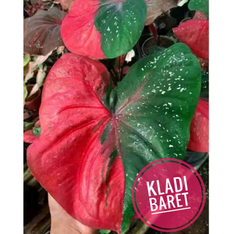 Bunga hias keladi baret merah