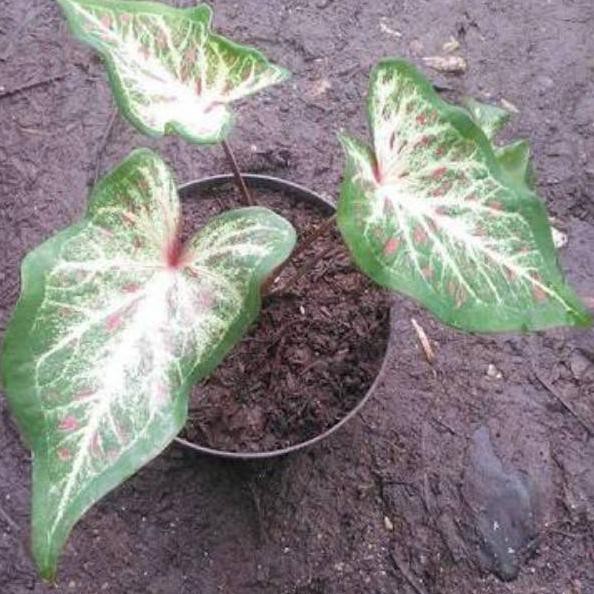 

[Gift] Caladium gingerland