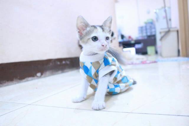 Kaos rumahan motif biru-coklat-putih lucu untuk kucing / baju kucing murah size S M L XL