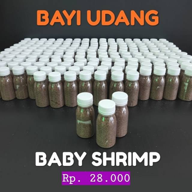 

Baby shrimp Udang mini