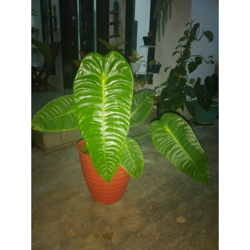 Anthurium veitchii ori