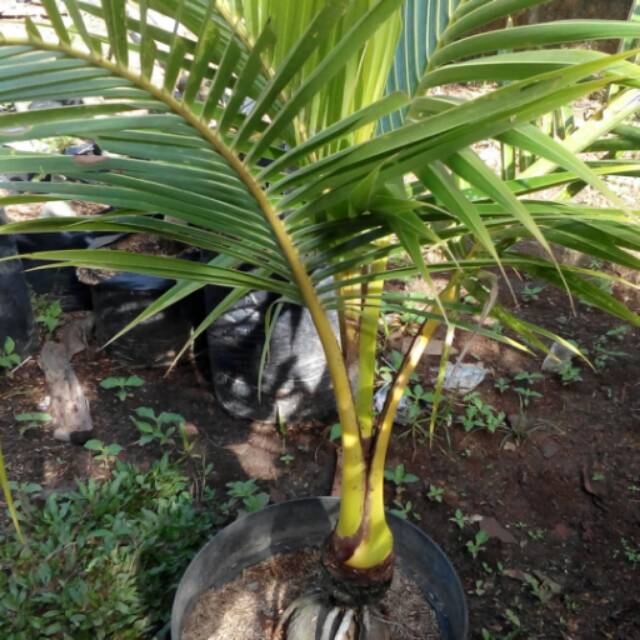 Bibit bonsai kelapa gading kuning