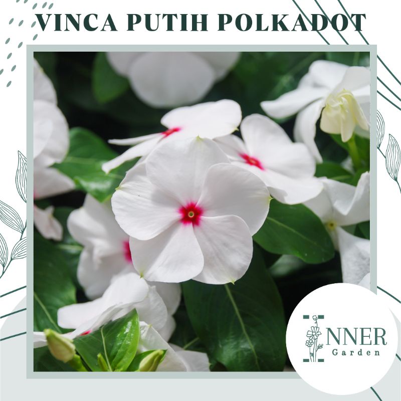 3 Biji Benih Vinca Putih Mata Merah Polkadot Vinca