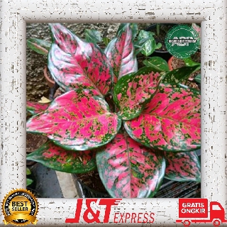 Bunga Aglonema Jenis DUD ANJAMANI Shopee Indonesia Bunga Aglonema Jenis DUD ANJAMANI Shopee Indonesia