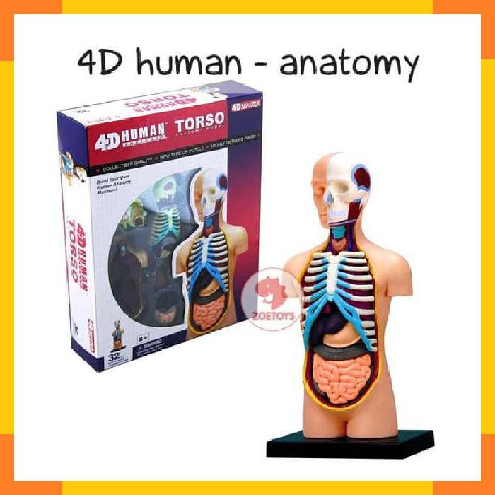Zoetoys 4D Human - Anatomy | mainan edukasi | mainan anak | edutoys