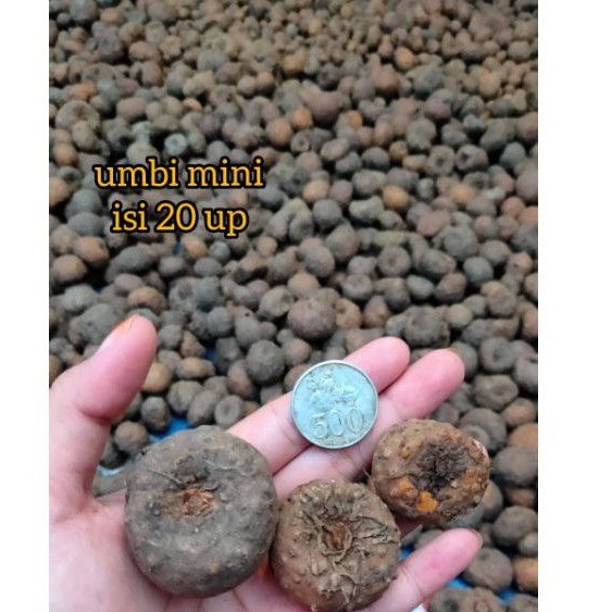 bibit porang | umbi mini harga per biji