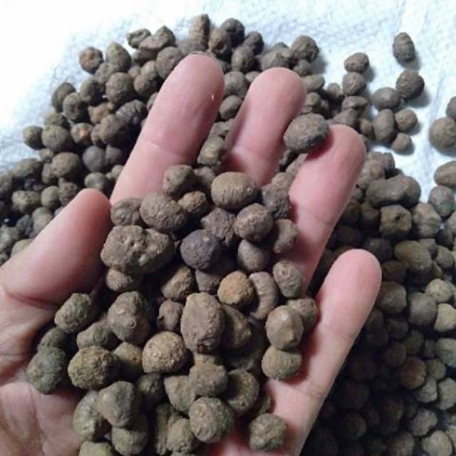 Bibit porang mini super