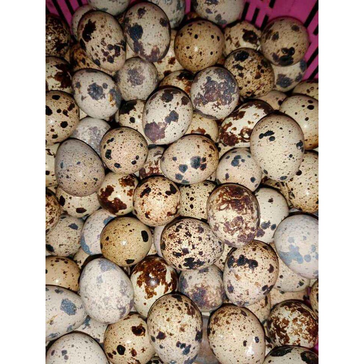 

BgKr Telur Puyuh Fresh Murah Bandung