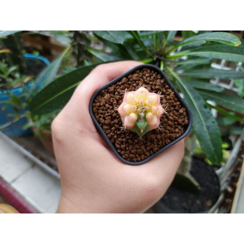 mihanovichii hybrid var