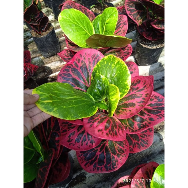 tanaman mahal koleksi bunga apel busyarin berkualitas terjamin,bergaransi