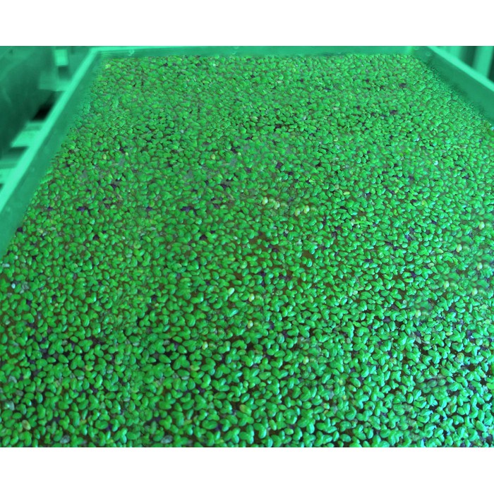 Spirodela Polyrhiza Bibit Pakan alami ikan dan ternak duckweed aquarium plants