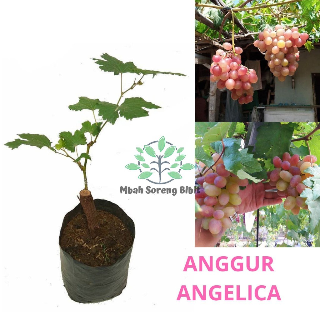 Bibit Anggur Angelica - Bibit Anggur Import GRAFTING VALID