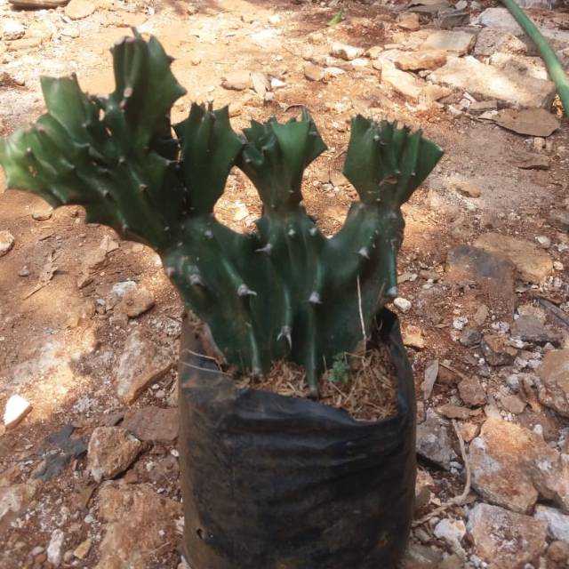 Tanaman hias kaktus kerang - pohon kaktus -  kaktus