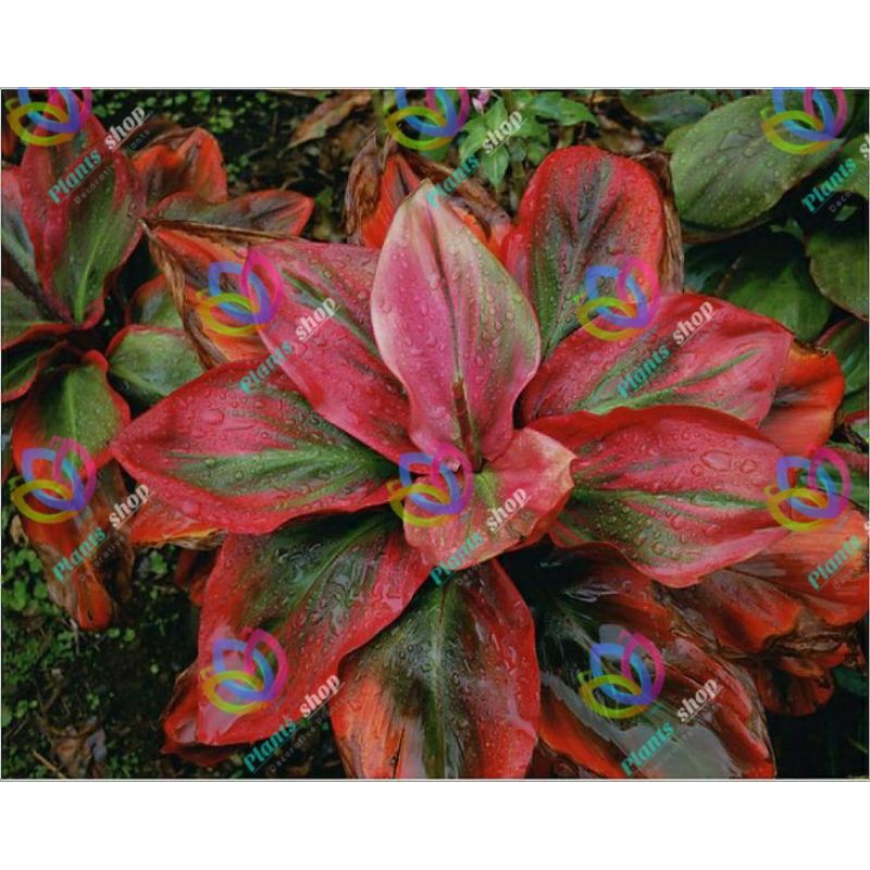 aglonema lipstik merah aglaonema siamaurora aglonema red / bunga aglonema hidup murah tanaman hias h