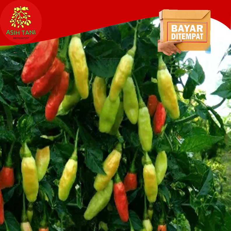 Benih Cabai Varietas Mhanu Prayit Mhanu F1