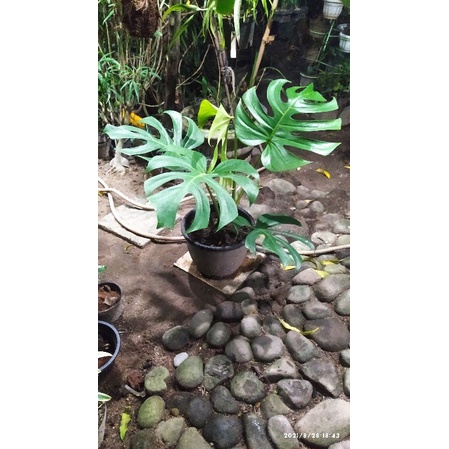 monstera delicosa real pic