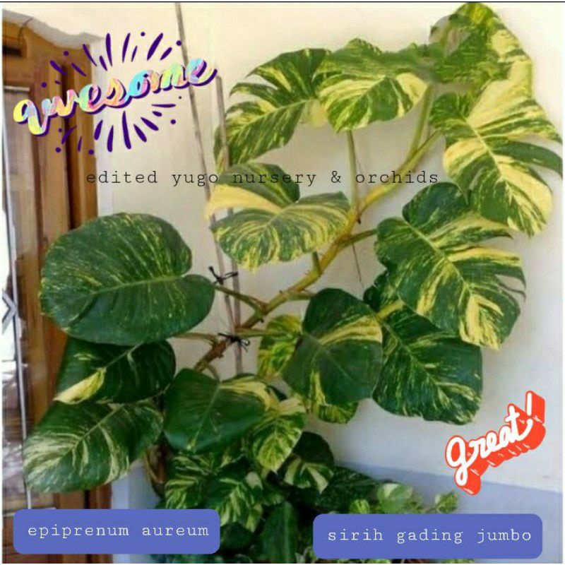 sirih gading jumbo sri gading sirih gading epipremnum aureum