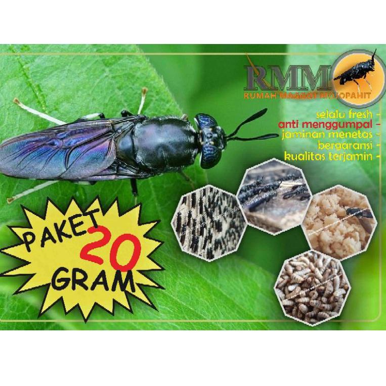 [PRODUK RNWCI] BEST QUALITY TELUR BSF PAKET 20 GRAM DBJ