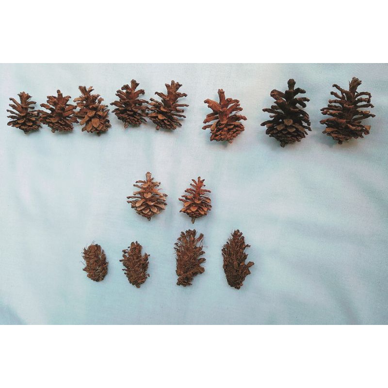 Jual Biji Pinus Kering Pinecone Shopee Indonesia 2310