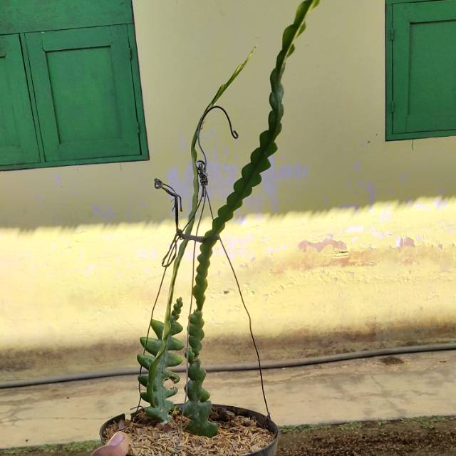 Bunga Wijaya Kusuma Keris