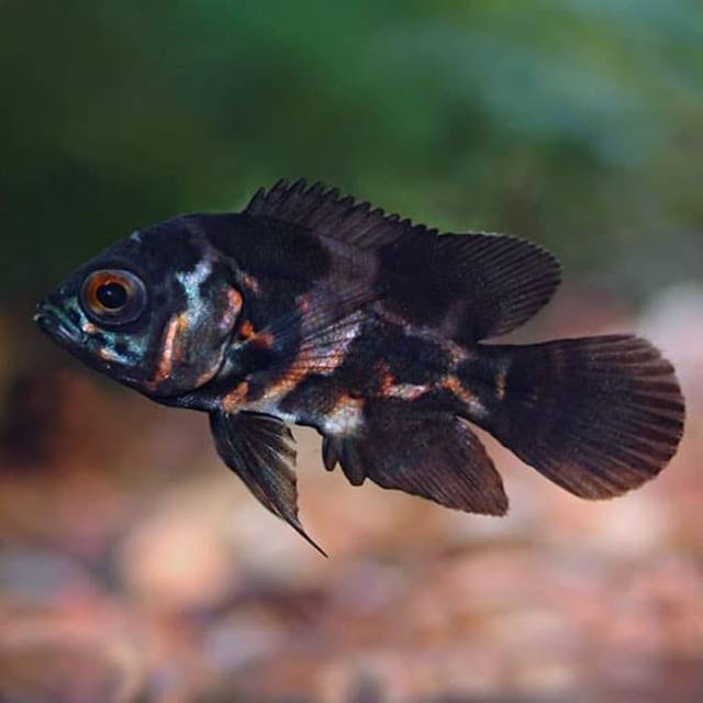 Ikan Hias  Oskar Batik