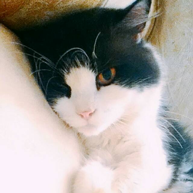 intanqonita