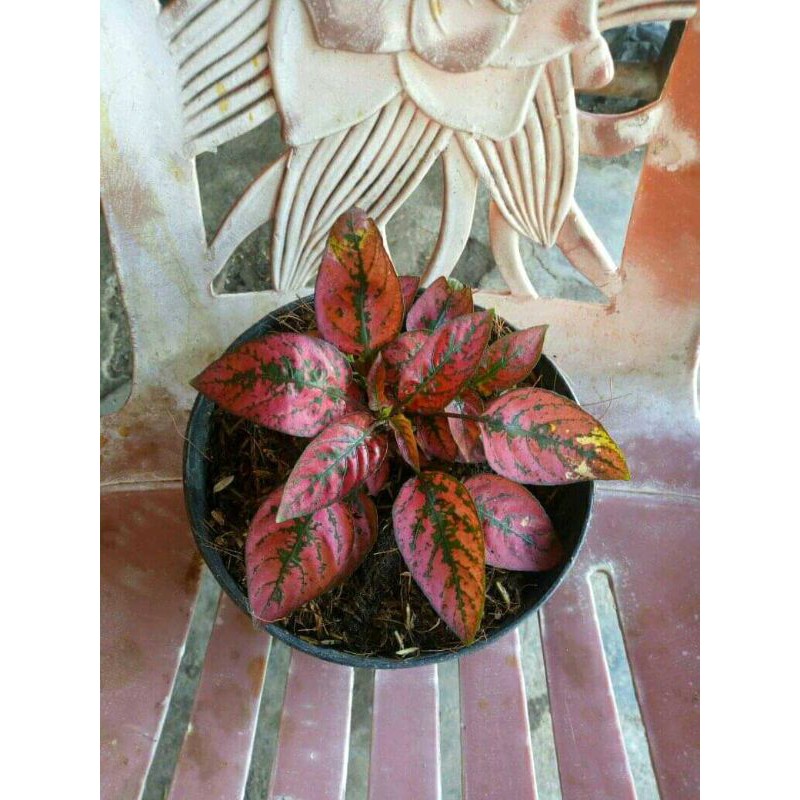 mutiara merah / hipotes