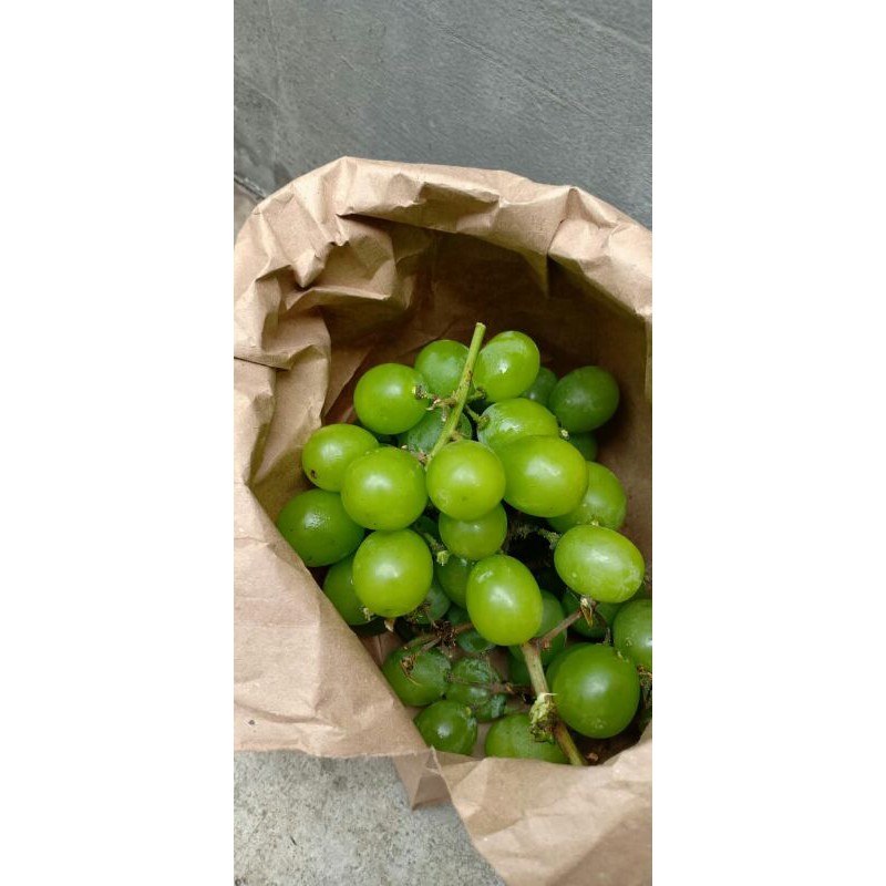 

Buah Anggur Shine Muscat Jepang