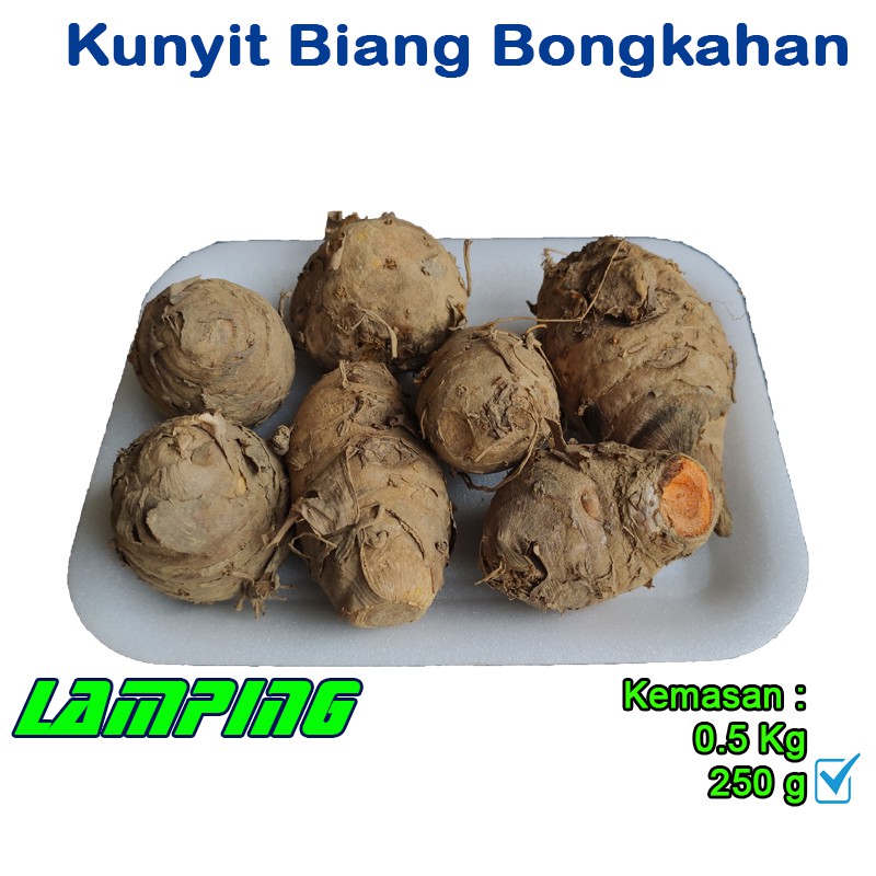 

Biang Kunyit - induk kunyi - empu kunyit segar fresh ukuran besar Packing 250 gram