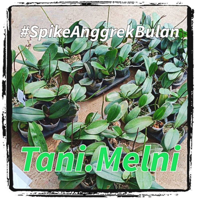 Anggrek Bulan Spike / Phaleanopsis Hybrid Taiwan