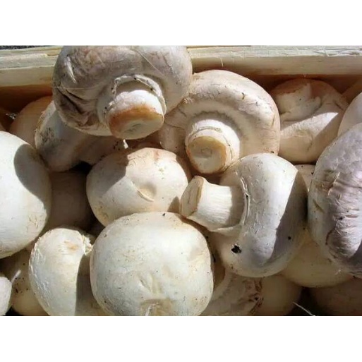 

JAMUR CHAMPIGNON JAMUR KANCING KEMASAN 250GR D.I. YOGYKAKARTA