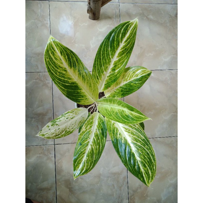 Dieffenbachia Golden Diven Bunga Hias Sri Rejeki Shopee Indonesia