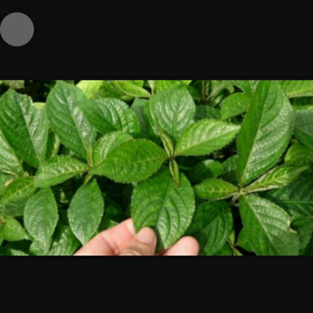 

⭐⭐⭐⭐⭐ daun keji beling segar 500 gram