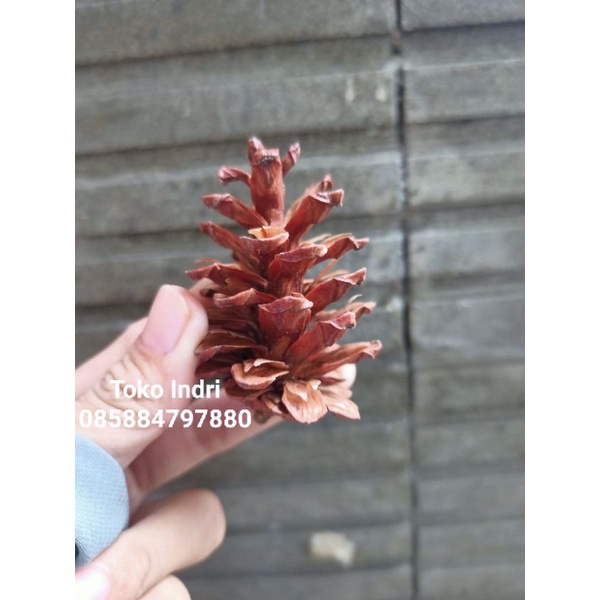 Biji Pinus Kering Biji Pinus Alamai Dried Pinicone Biji Pinus Kering Alami