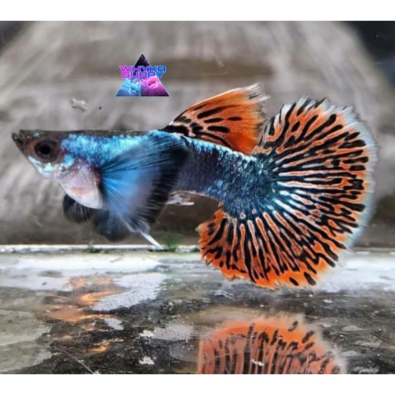 

Ikan Guppy Platinum Red mozaik Big Ear