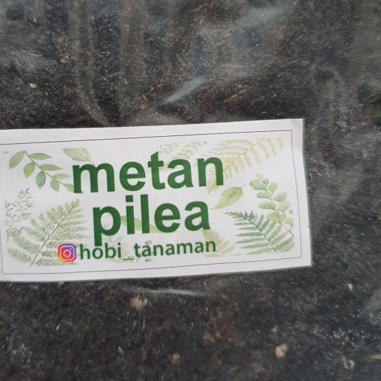 ➪ media tanam pilea /metan pilea ☃