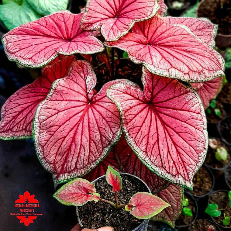 RED JAGUAR bibit kecil caladium keladi merah merona nursery mmnursery tanaman hias kaladi