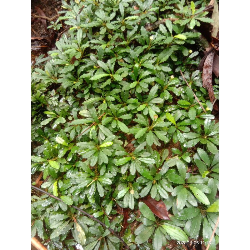 bucephalandra 1/2 kg