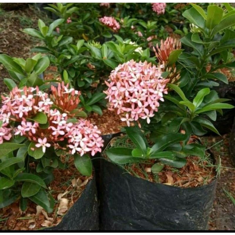 

Bunga Asoka Pink, Orange, Kuning, Merah tulis dicatatan