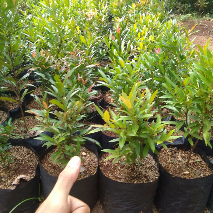 Tanaman hias pucuk merah / pucuk merah 30cm